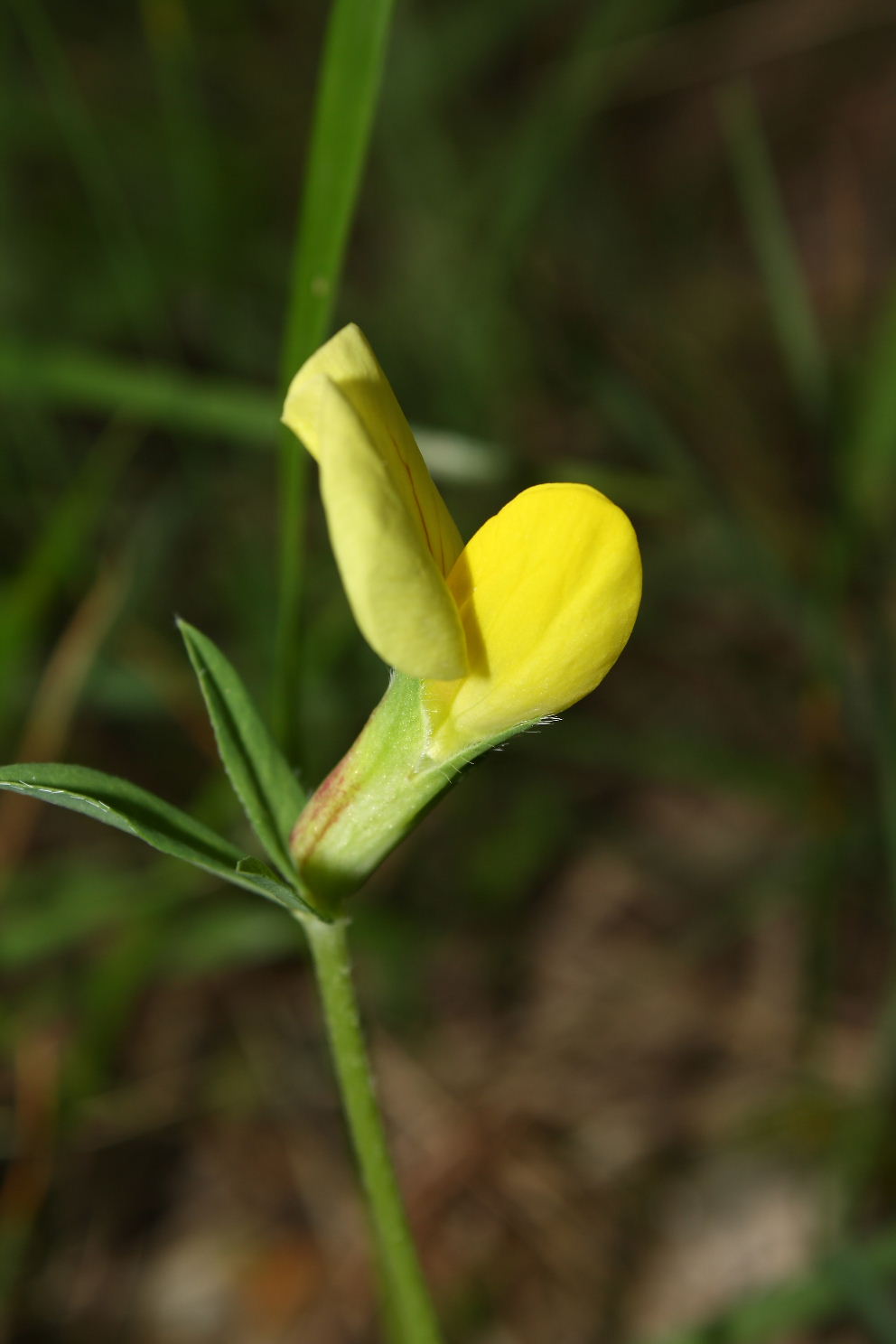 Sanbuco (CN) : Lotus maritimus